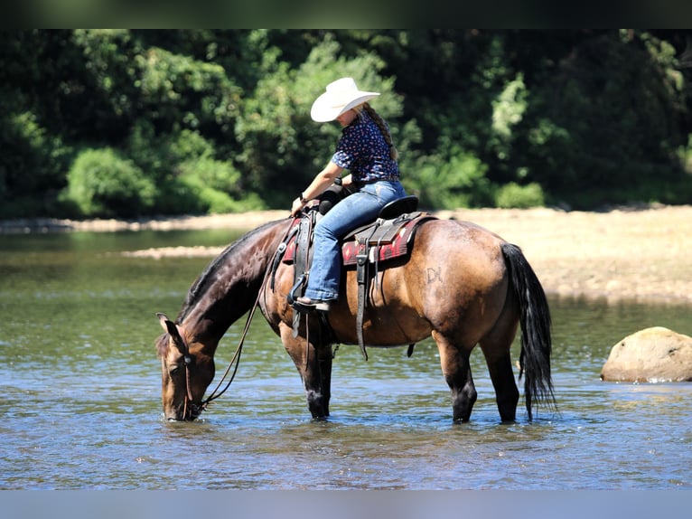 American Quarter Horse Wallach 8 Jahre 150 cm in Clarion