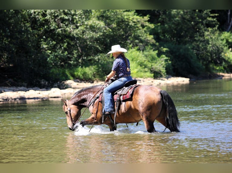American Quarter Horse Wallach 8 Jahre 150 cm in Clarion