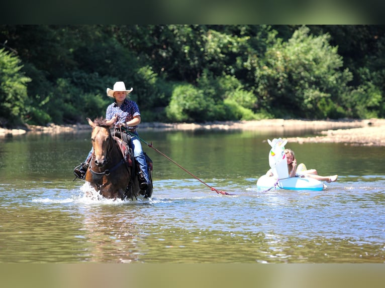 American Quarter Horse Wallach 8 Jahre 150 cm in Clarion