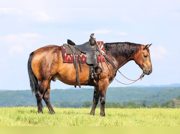 American Quarter Horse Wallach 8 Jahre 150 cm in Clarion