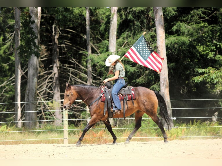 American Quarter Horse Wallach 8 Jahre 150 cm in Clarion