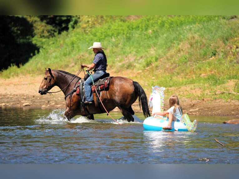 American Quarter Horse Wallach 8 Jahre 150 cm in Clarion