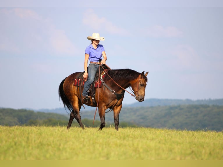 American Quarter Horse Wallach 8 Jahre 150 cm in Clarion