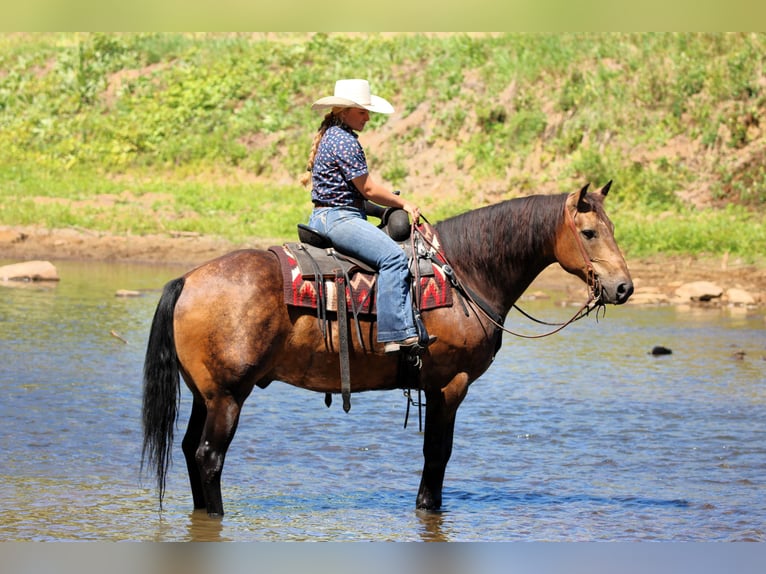 American Quarter Horse Wallach 8 Jahre 150 cm in Clarion
