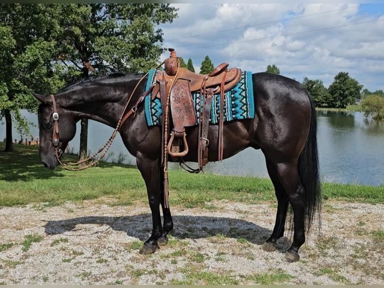 American Quarter Horse Wallach 8 Jahre 150 cm Rappe in Robards, KY