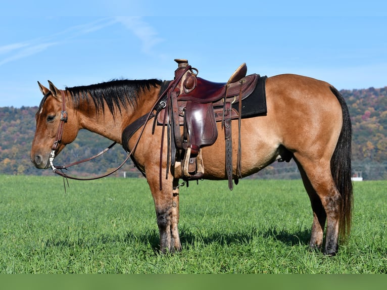 American Quarter Horse Wallach 8 Jahre 150 cm Red Dun in Howard