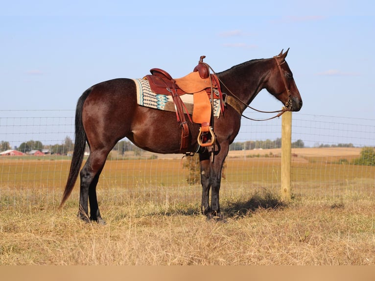 American Quarter Horse Wallach 8 Jahre 150 cm Roan-Bay in Sonora, KY