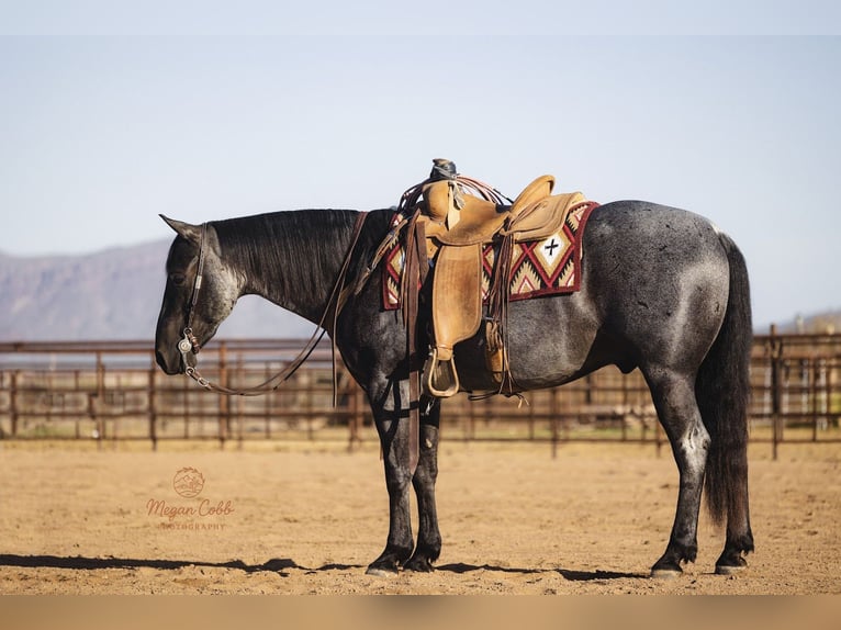 American Quarter Horse Wallach 8 Jahre 150 cm Roan-Blue in Wickenburg