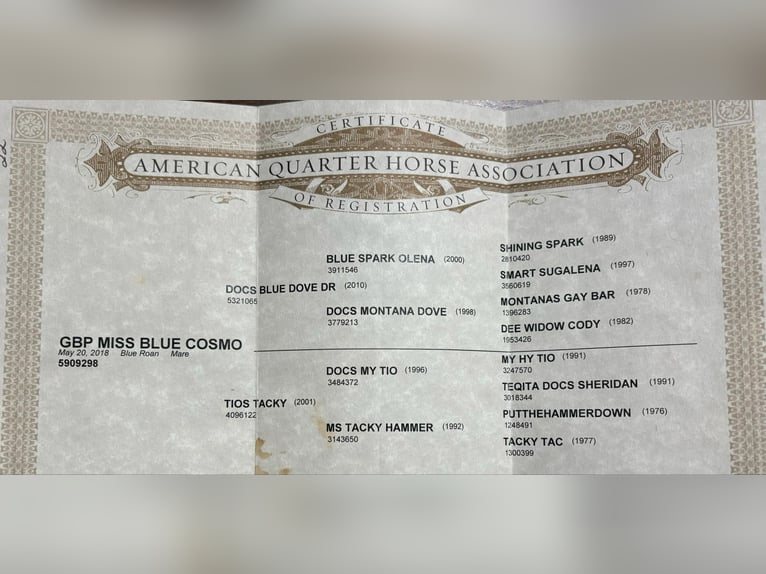 American Quarter Horse Wallach 8 Jahre 150 cm Roan-Blue in Camp Verde AZ