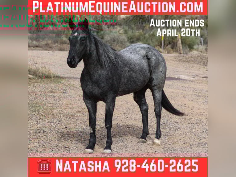 American Quarter Horse Wallach 8 Jahre 150 cm Roan-Blue in Camp Verde AZ