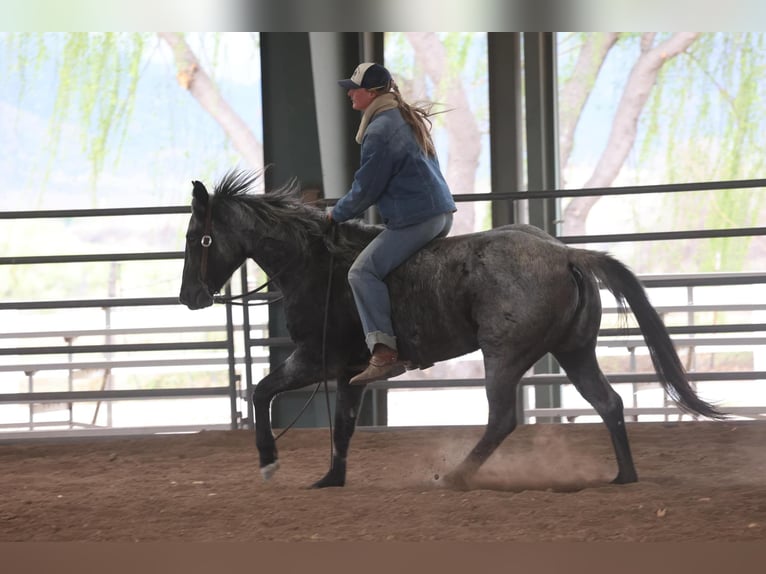 American Quarter Horse Wallach 8 Jahre 150 cm Roan-Blue in Camp Verde AZ