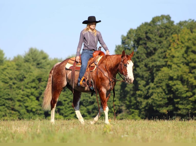 American Quarter Horse Wallach 8 Jahre 150 cm Roan-Red in Brookville, PA