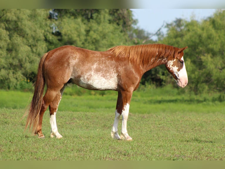 American Quarter Horse Wallach 8 Jahre 150 cm Roan-Red in Stephenville Tx