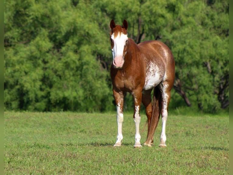 American Quarter Horse Wallach 8 Jahre 150 cm Roan-Red in Stephenville Tx