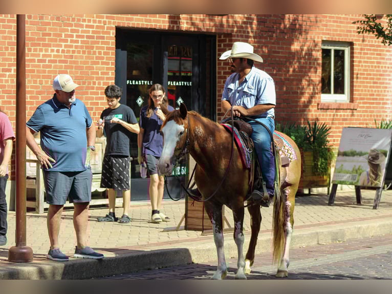 American Quarter Horse Wallach 8 Jahre 150 cm Roan-Red in Stephenville Tx