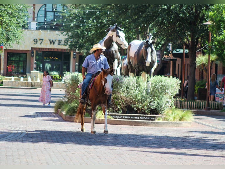 American Quarter Horse Wallach 8 Jahre 150 cm Roan-Red in Stephenville Tx