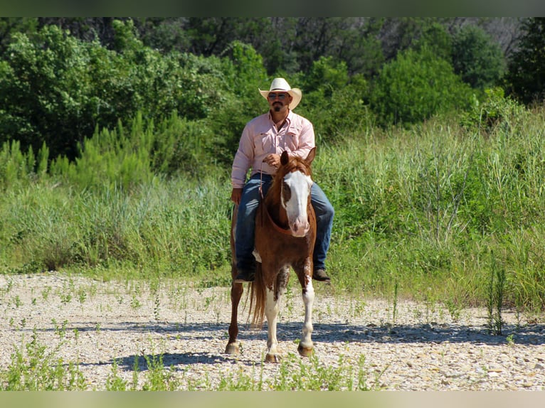 American Quarter Horse Wallach 8 Jahre 150 cm Roan-Red in Stephenville Tx