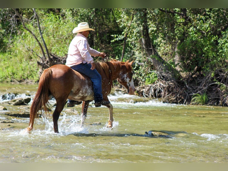 American Quarter Horse Wallach 8 Jahre 150 cm Roan-Red in Stephenville Tx