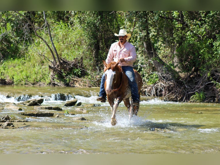 American Quarter Horse Wallach 8 Jahre 150 cm Roan-Red in Stephenville Tx