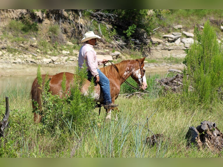 American Quarter Horse Wallach 8 Jahre 150 cm Roan-Red in Stephenville Tx