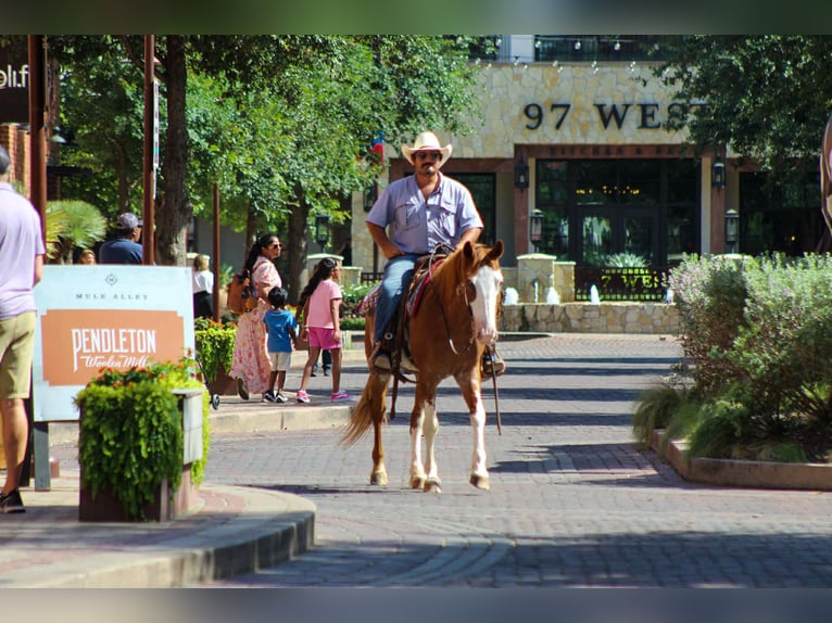 American Quarter Horse Wallach 8 Jahre 150 cm Roan-Red in Stephenville Tx