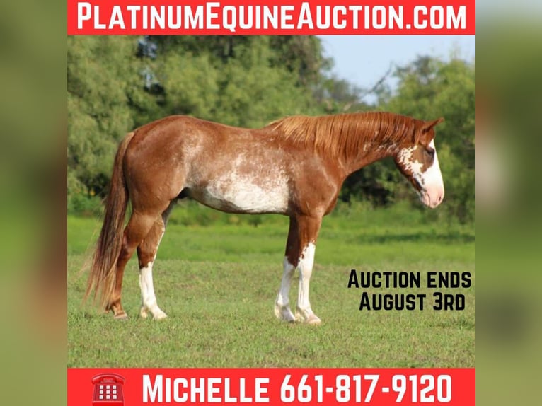 American Quarter Horse Wallach 8 Jahre 150 cm Roan-Red in Stephenville Tx