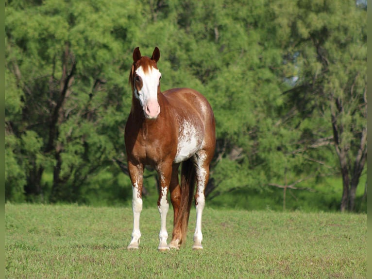 American Quarter Horse Wallach 8 Jahre 150 cm Roan-Red in Stephenville Tx