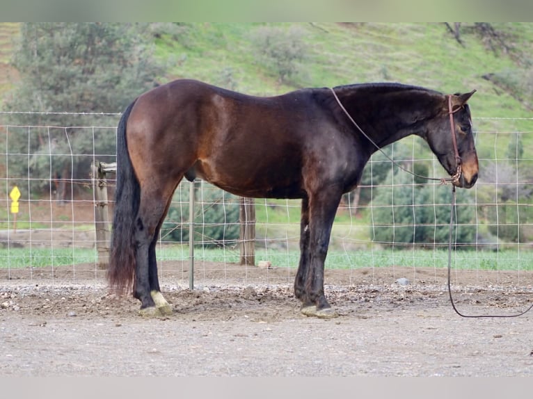 American Quarter Horse Wallach 8 Jahre 150 cm Rotbrauner in Tres Pinos