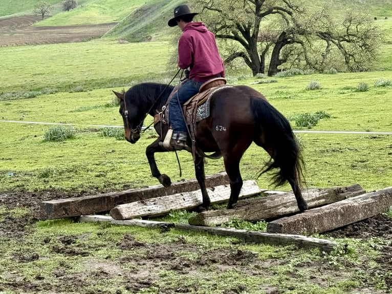 American Quarter Horse Wallach 8 Jahre 150 cm Rotbrauner in Tres Pinos