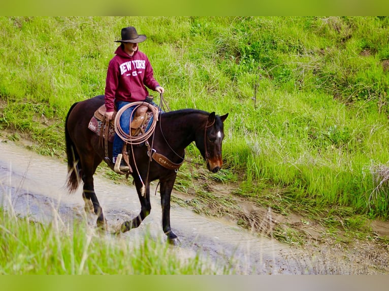American Quarter Horse Wallach 8 Jahre 150 cm Rotbrauner in Tres Pinos