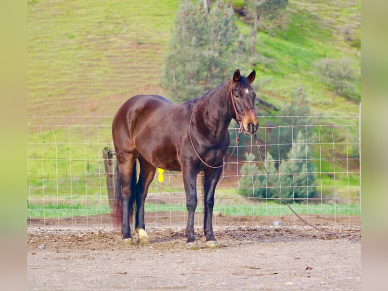 American Quarter Horse Wallach 8 Jahre 150 cm Rotbrauner in Tres Pinos
