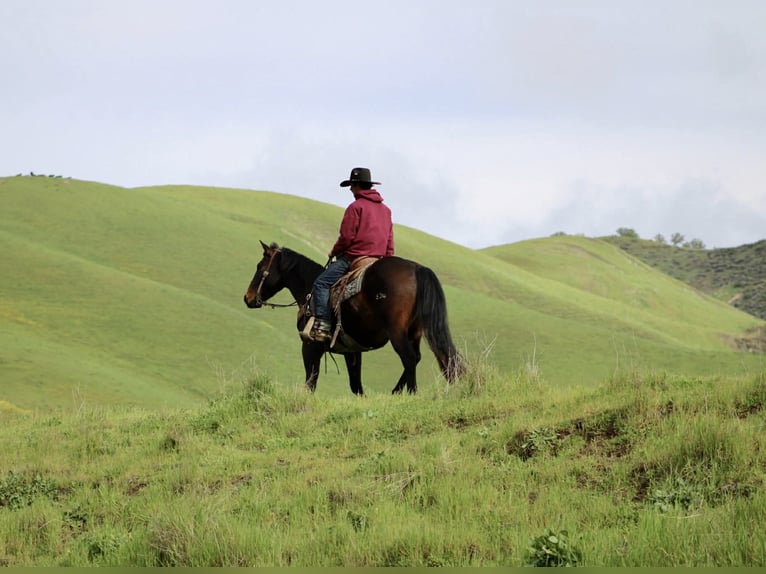 American Quarter Horse Wallach 8 Jahre 150 cm Rotbrauner in Tres Pinos