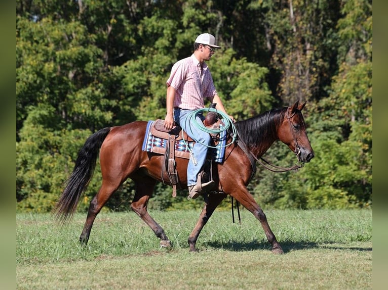 American Quarter Horse Wallach 8 Jahre 150 cm Rotbrauner in Somerset KY