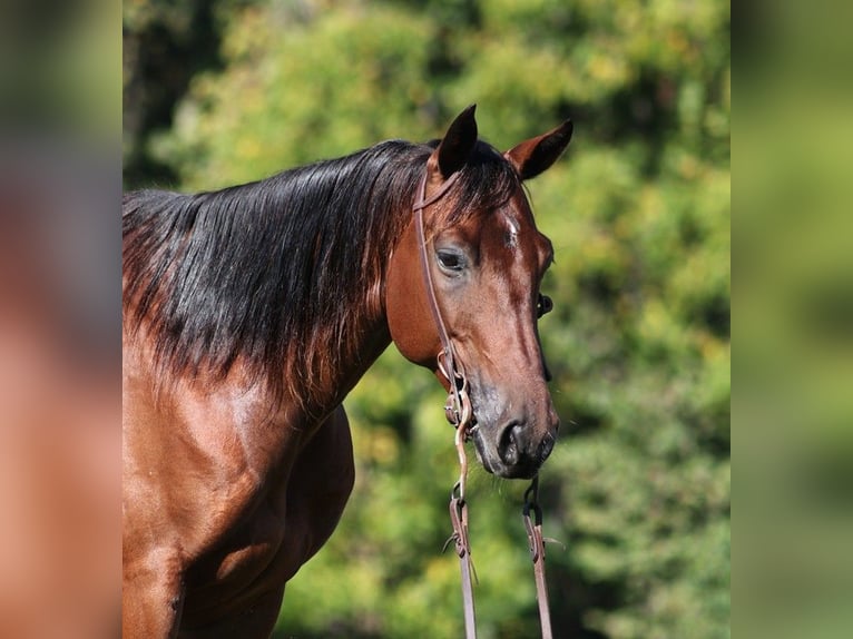 American Quarter Horse Wallach 8 Jahre 150 cm Rotbrauner in Somerset KY