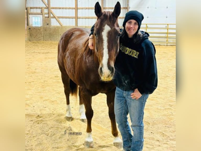 American Quarter Horse Wallach 8 Jahre 150 cm Rotfuchs in Peosta, IA