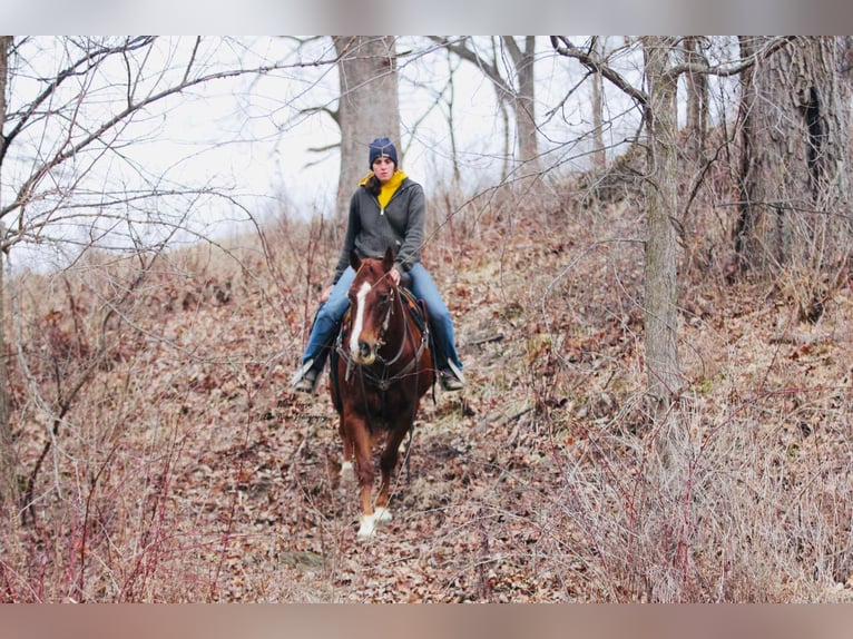 American Quarter Horse Wallach 8 Jahre 150 cm Rotfuchs in Peosta, IA