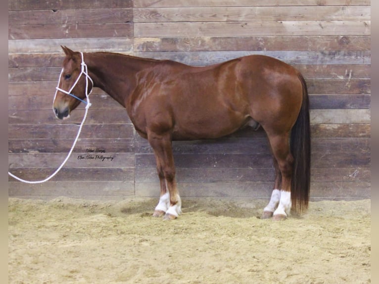 American Quarter Horse Wallach 8 Jahre 150 cm Rotfuchs in Peosta, IA