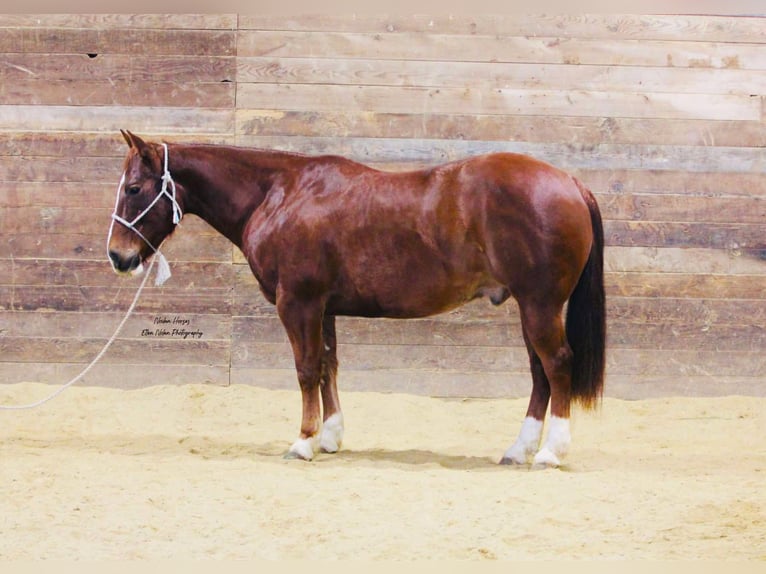 American Quarter Horse Wallach 8 Jahre 150 cm Rotfuchs in Peosta, IA