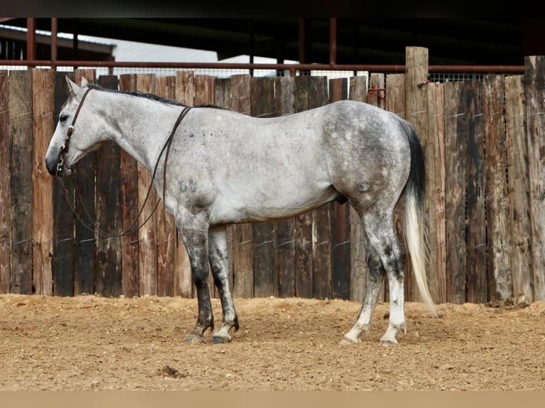 American Quarter Horse Wallach 8 Jahre 150 cm Schimmel in Pilot Point, TX