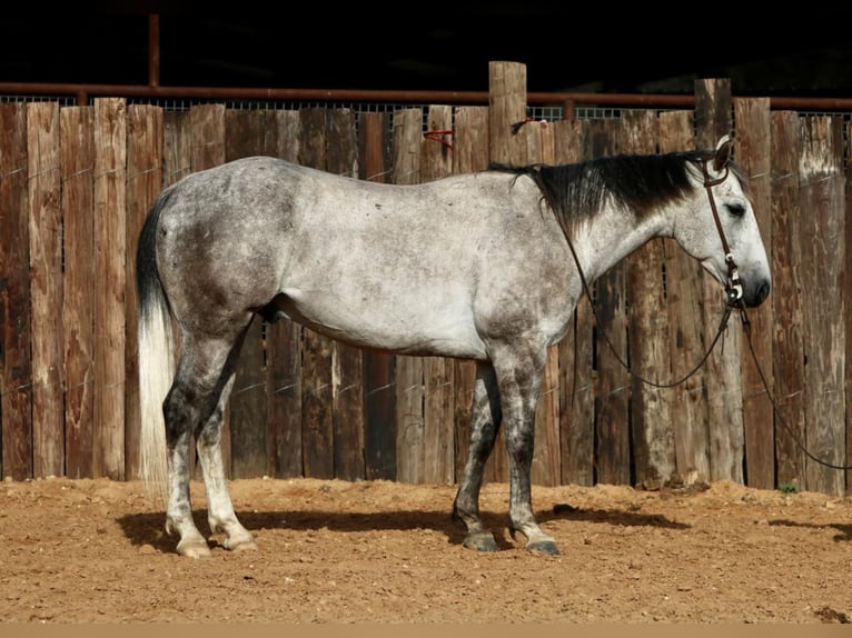 American Quarter Horse Wallach 8 Jahre 150 cm Schimmel in Pilot Point, TX