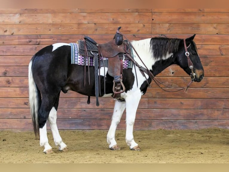 American Quarter Horse Wallach 8 Jahre 150 cm Tobiano-alle-Farben in Clarion, PA
