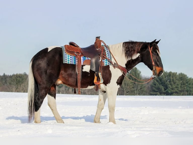 American Quarter Horse Wallach 8 Jahre 150 cm Tobiano-alle-Farben in Clarion, PA