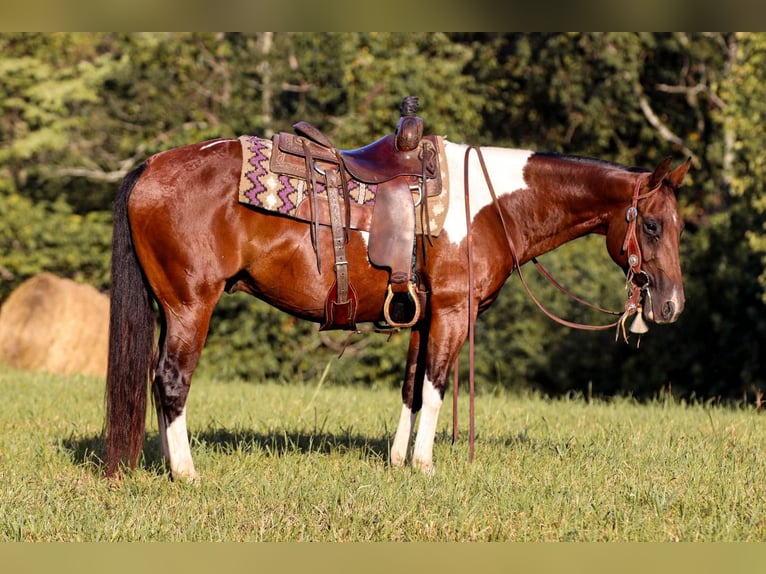 American Quarter Horse Wallach 8 Jahre 150 cm Tobiano-alle-Farben in Santa Fe, TN