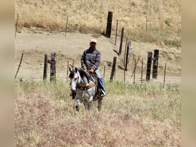 American Quarter Horse Wallach 8 Jahre 152 cm Apfelschimmel in Tres Pinos