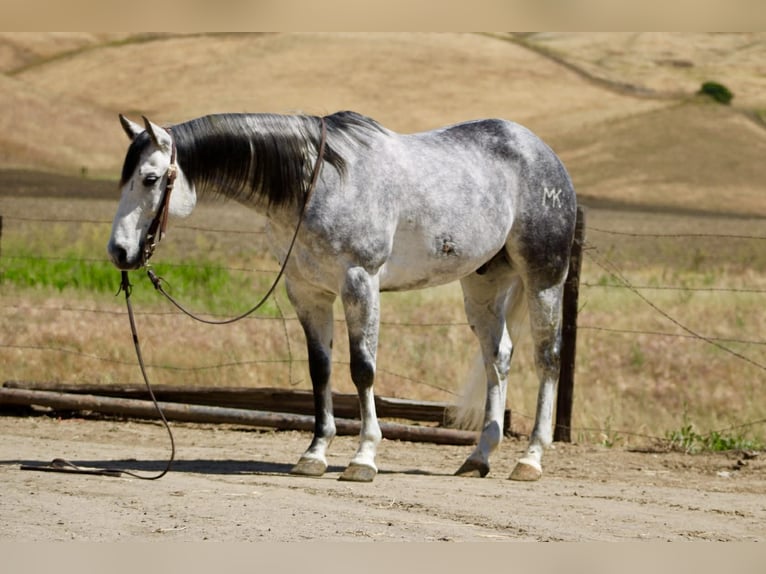 American Quarter Horse Wallach 8 Jahre 152 cm Apfelschimmel in Tres Pinos