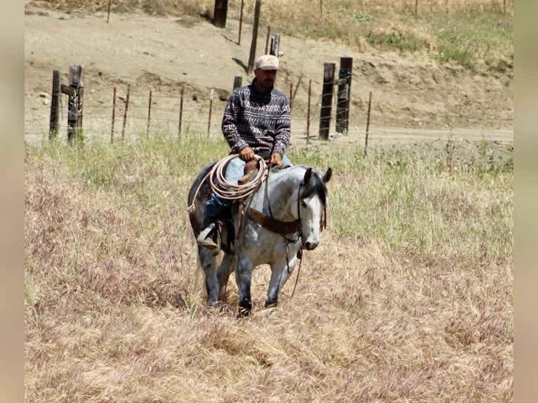 American Quarter Horse Wallach 8 Jahre 152 cm Apfelschimmel in Tres Pinos