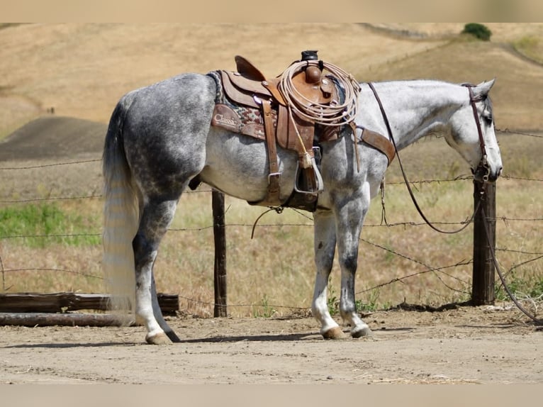 American Quarter Horse Wallach 8 Jahre 152 cm Apfelschimmel in Tres Pinos
