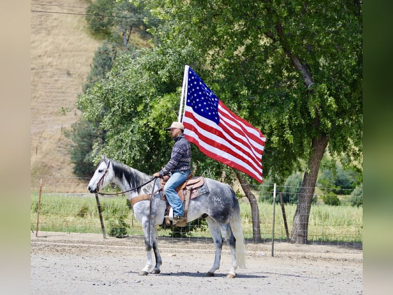 American Quarter Horse Wallach 8 Jahre 152 cm Apfelschimmel in Tres Pinos