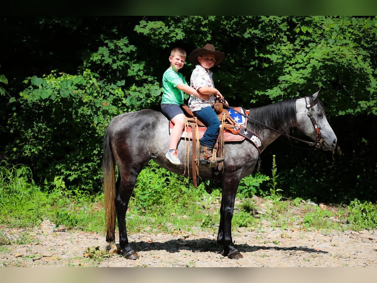 American Quarter Horse Wallach 8 Jahre 152 cm Apfelschimmel in Salt Lick KY