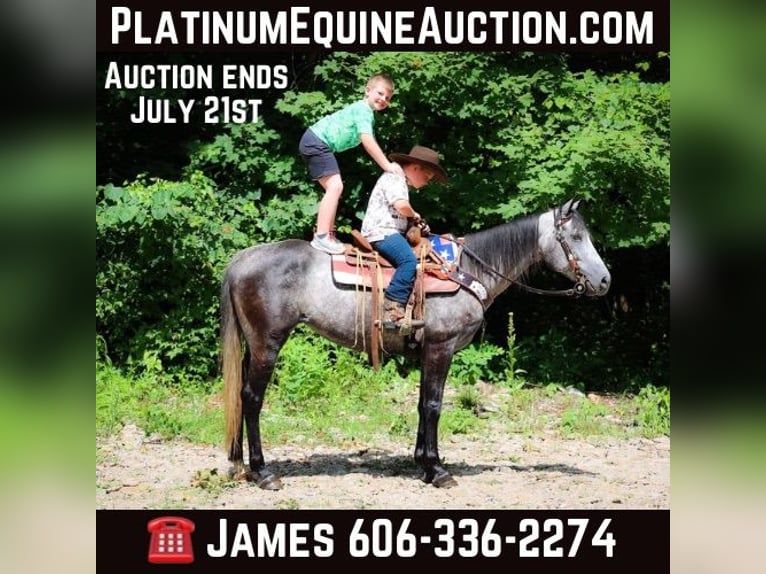 American Quarter Horse Wallach 8 Jahre 152 cm Apfelschimmel in Salt Lick KY